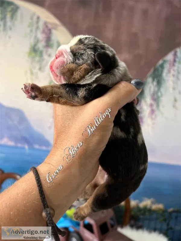 English Bulldog M Black Merle