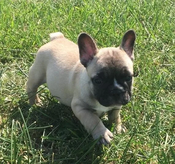 Frenchie Puppy