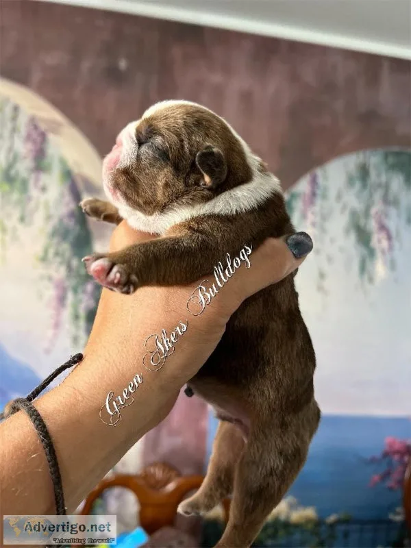English Bulldog M Red Merle