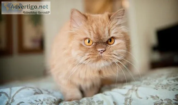 Persian cat price in Noida