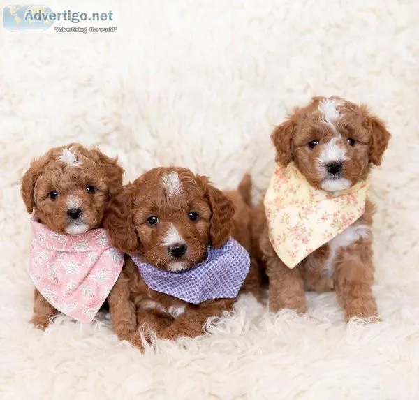 goldendoodle puppies available