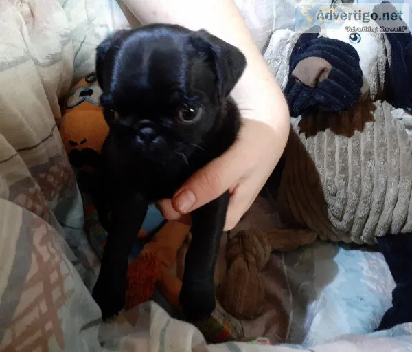 Dogs pug puppies akc & aca registered