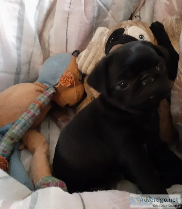 Dogs pug puppies akc & aca registered