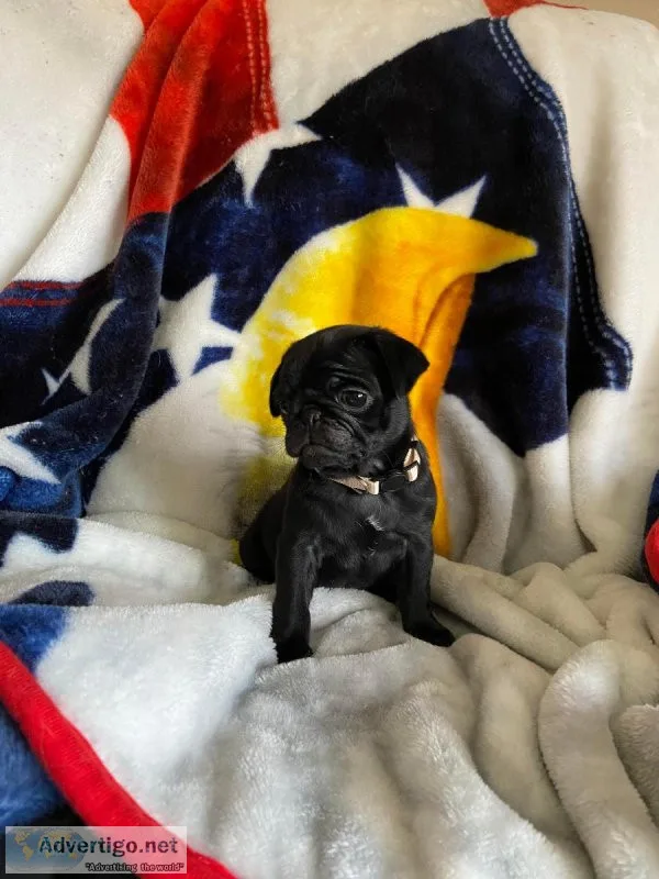 Pug puppy