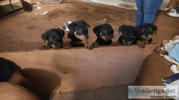 Rottweiler puppies for sale