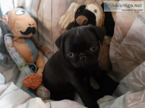Dogs pug puppies akc & aca registered