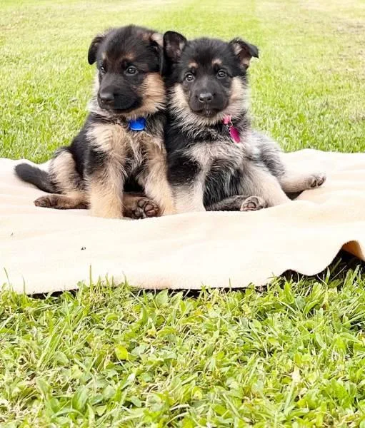 NIko German Shepherd