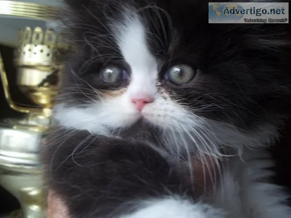 AFFORDABLE PERSIAN KITTENS