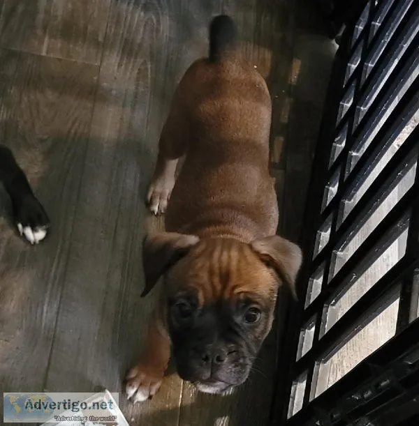 Olde Boston Bulldogge Puppies