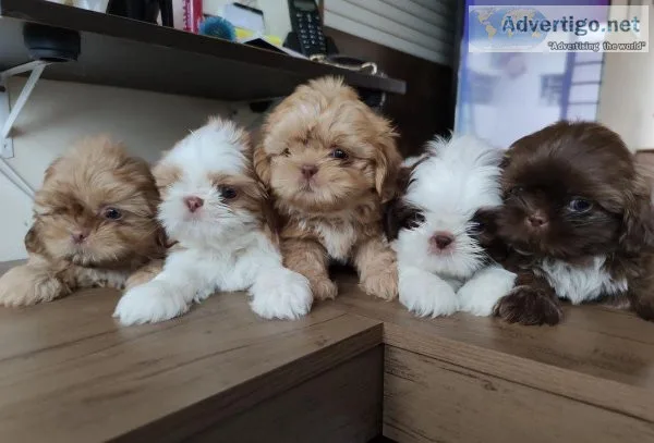 ND Shihtzu puppies for sale