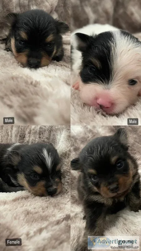 AKC Pomeranians - Full Registration