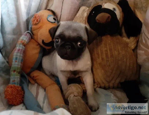 Dogs pug puppies akc & aca registered