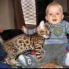 Bengal kittens