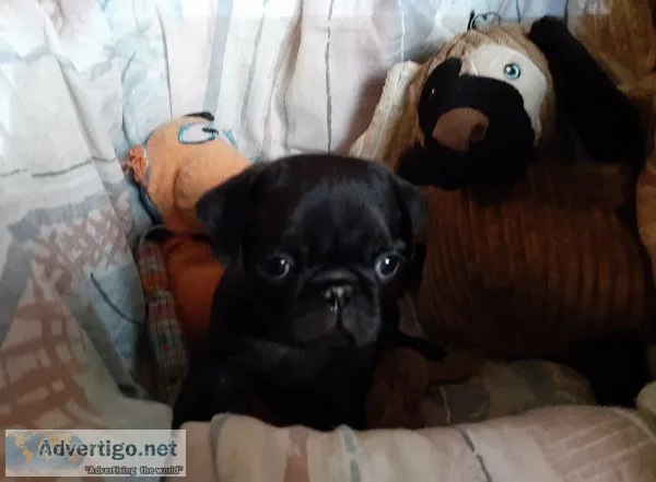 Dogs pug puppies akc & aca registered