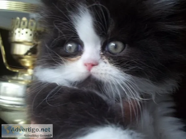AFFORDABLE PERSIAN KITTENS