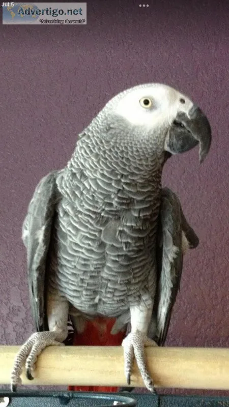 African Grey Parrot