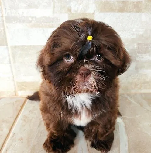 lIO Shihtzu puppies for sale