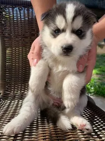MF Siberian Husky  PUPS Available For Sale
