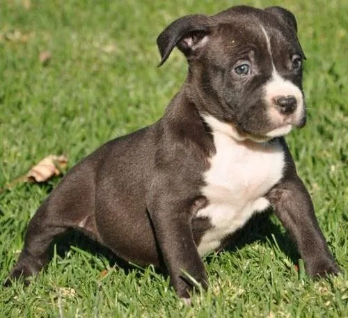 Pitbull Puppy