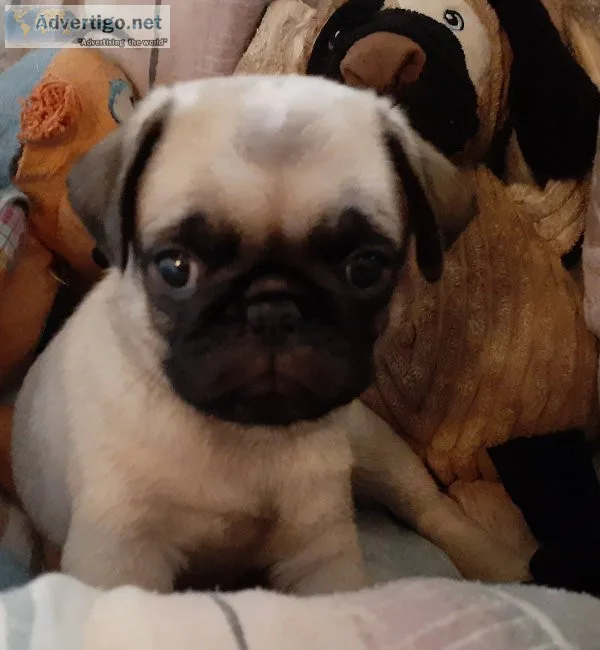 Dogs pug puppies akc & aca registered