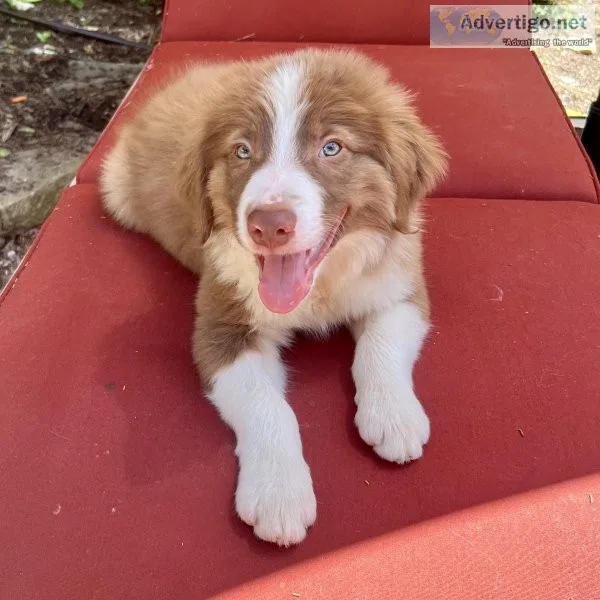 Border Collie Puppies