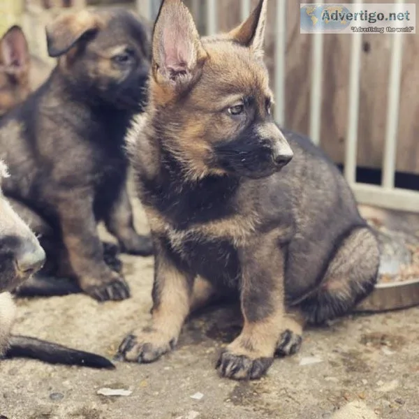 MF German Shepherd  PUPS Available For Sale