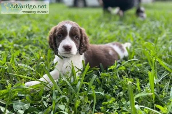 Bizzy Farms English Springer Spaniels