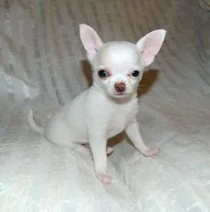 Beautiful chihuahua kc girls