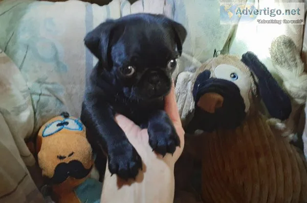 Purebred black and fawn pug puppies