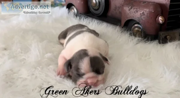 English Bulldog M Blue Tri Pied genetic health tested CLEAR