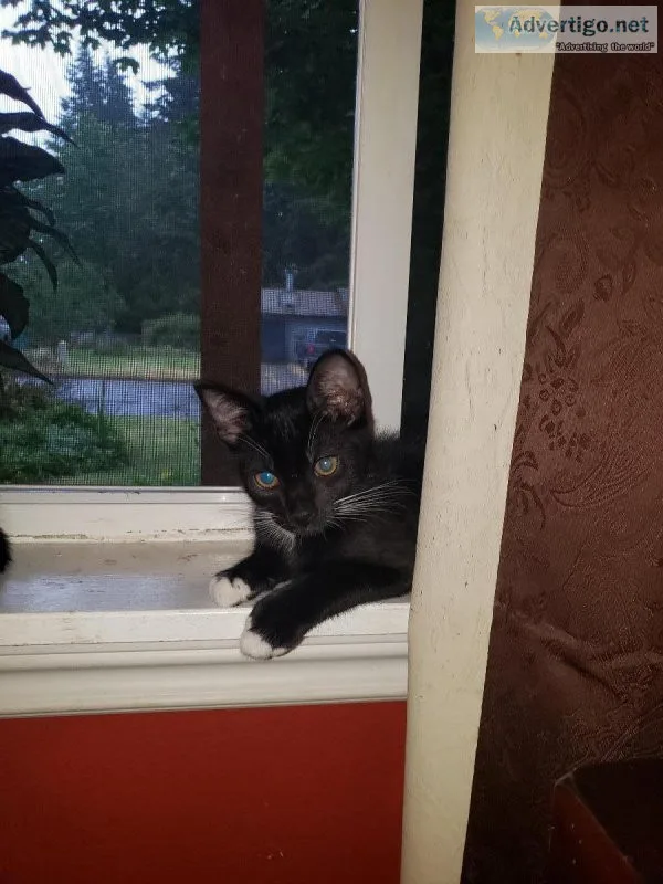Kittens need new home