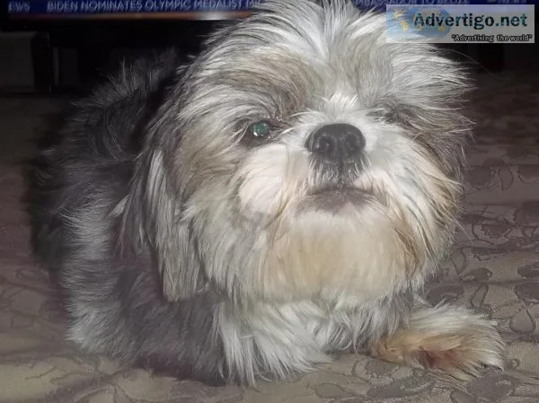 Down Sizing Imperial Shih Tzu Breeders  AKC