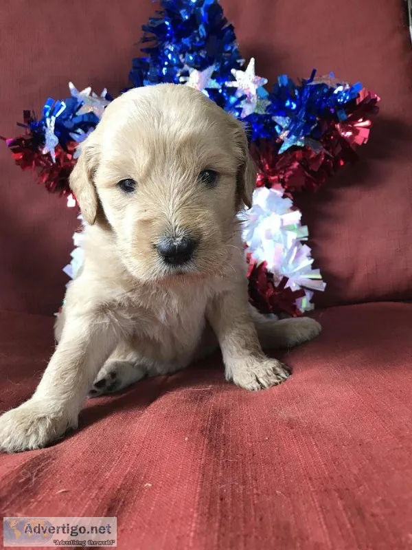 F1 Goldendoodles