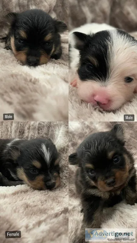AKC Pomeranians - Full Registration