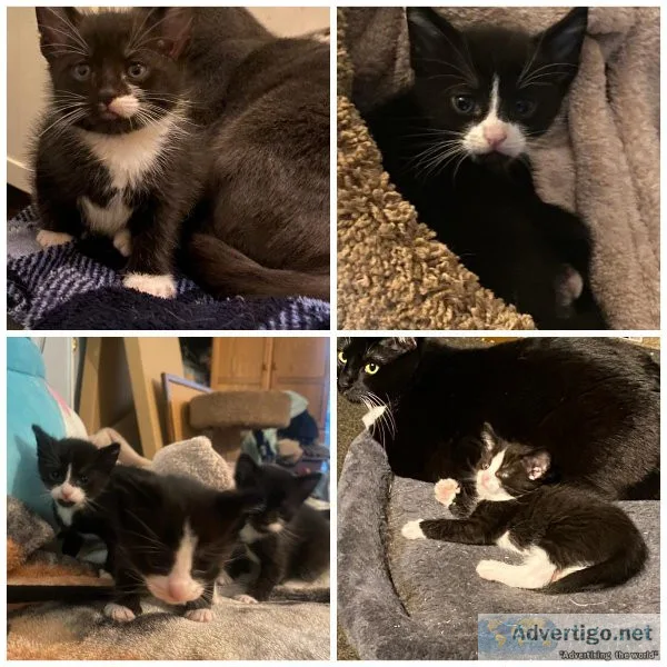 Kittens need homes