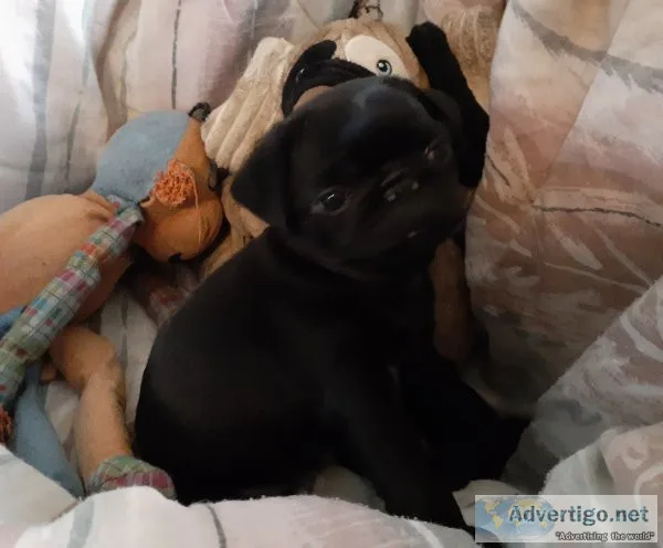 Dogs pug puppies akc & aca registered