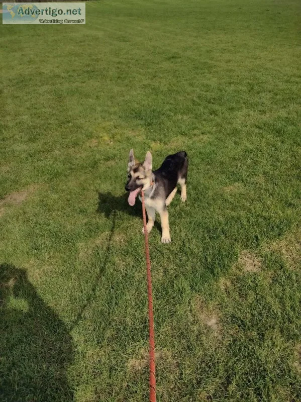 German shepherd pup