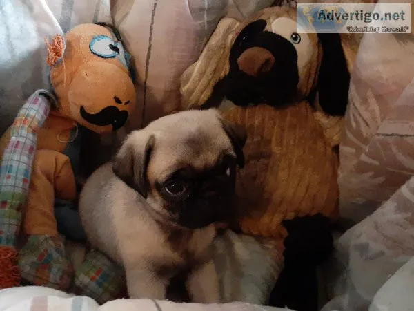 Dogs pug puppies akc & aca registered