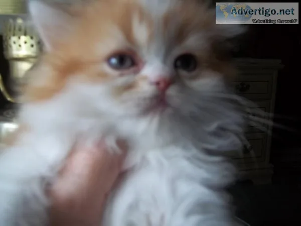 AFFORDABLE PERSIAN KITTENS