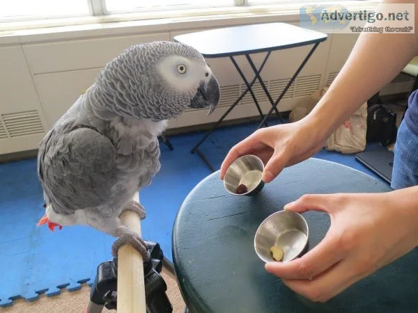 Registered African Grey Parrots For Sale..(813) 219-4045