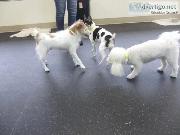 Expert Dog Boarding Services in McLean VA