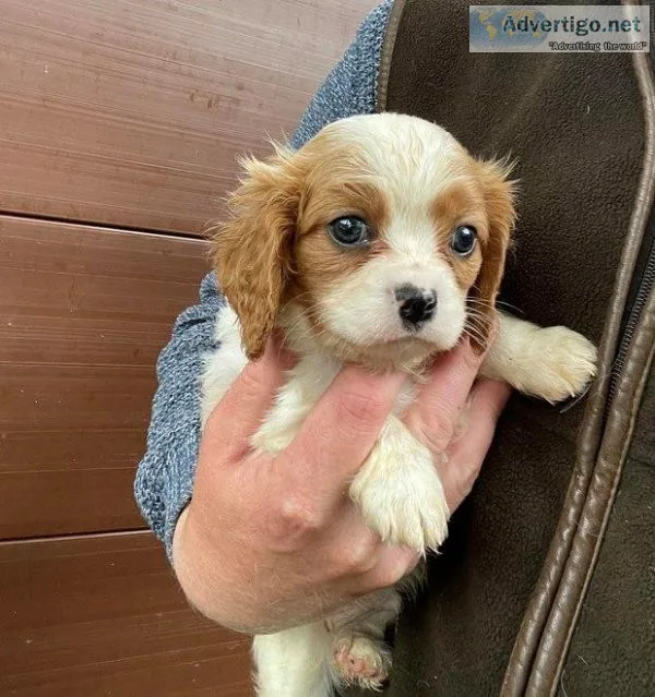 njyijg Cavalier King Charles Puppies