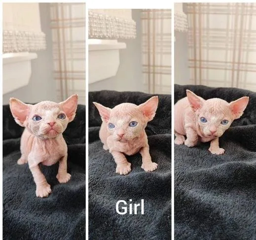 Reg d Sphynx Kittens Available