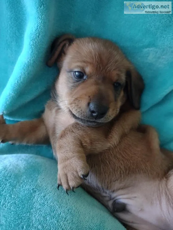 Male dachshund puppy.