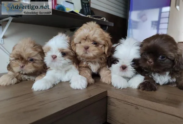 SD Shihtzu puppies for sale