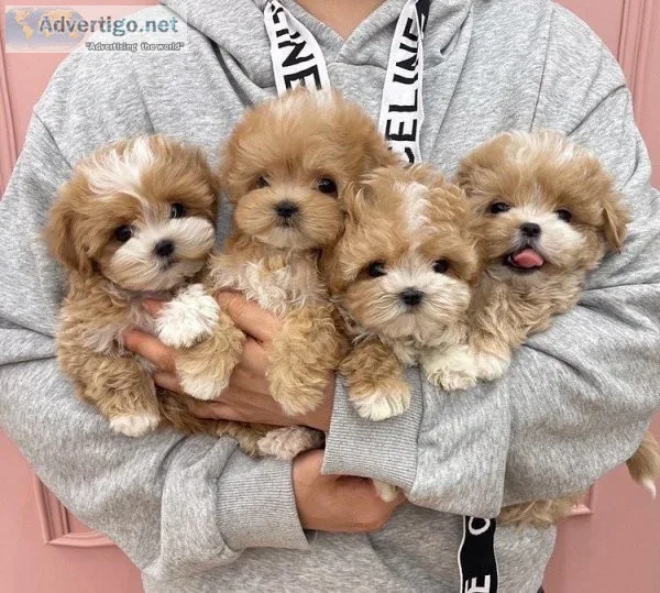 Registered Maltipoo Pups Available