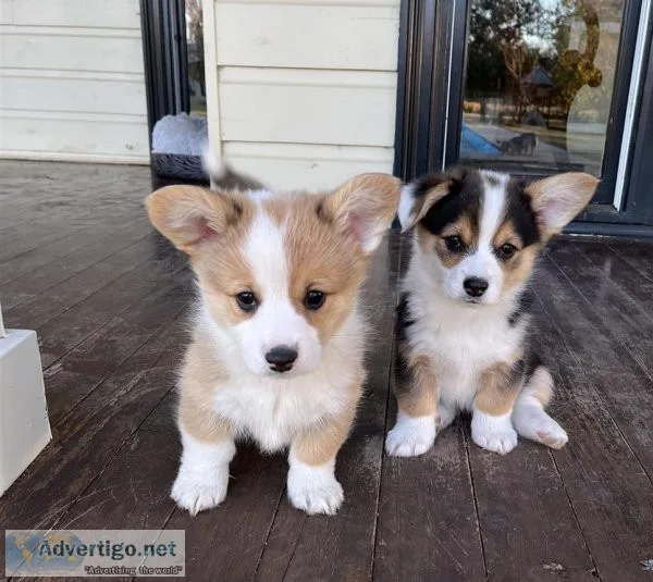 hrttty Pembroke Welsh Corgi puppies