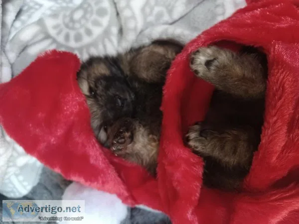 Teddybear pomeranians