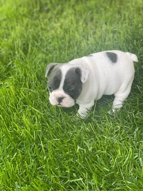 blu french bulldog female puppy