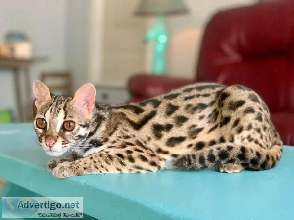 Leopard Cats and Kittens for sale